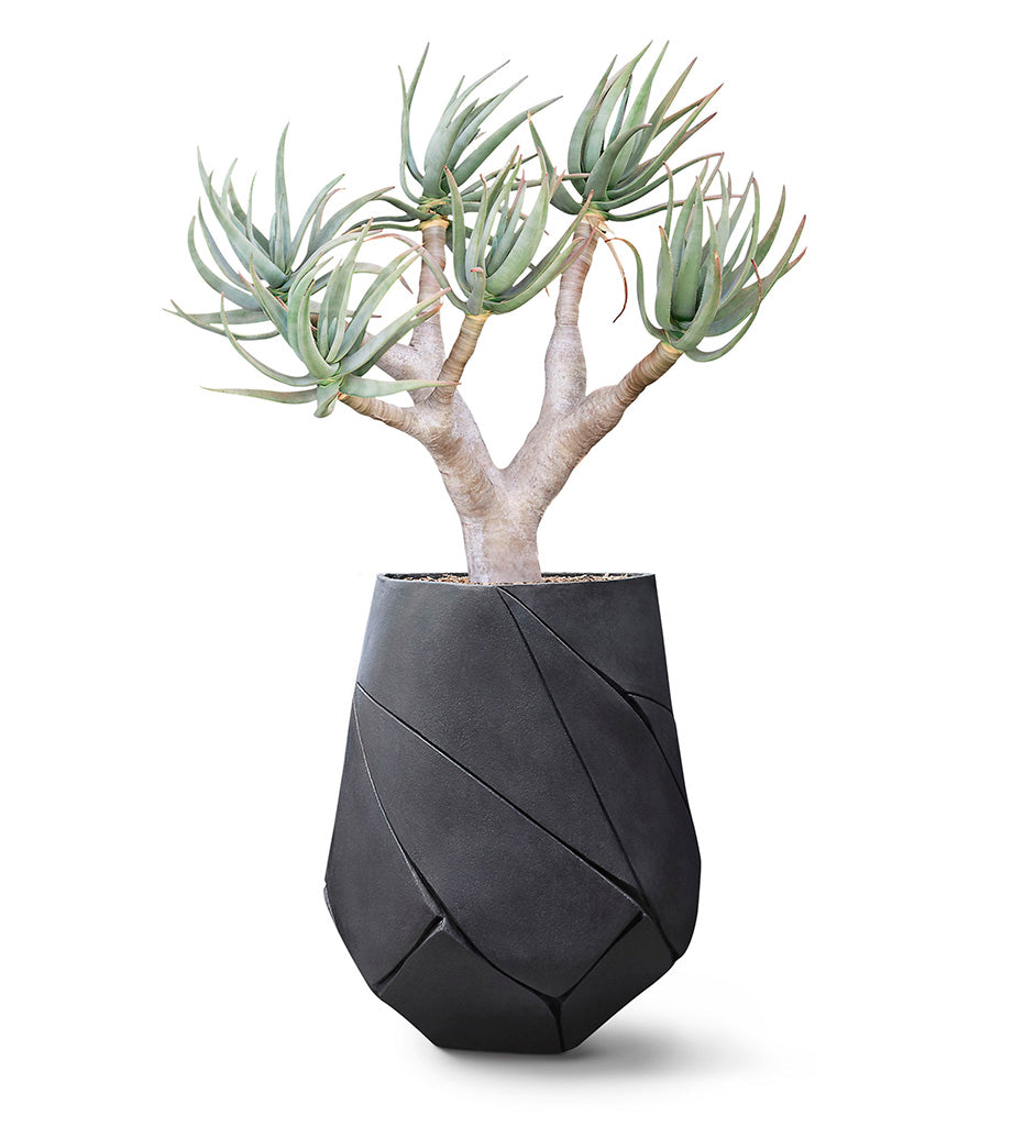 Indigenus, Bhaca Planter - Medium