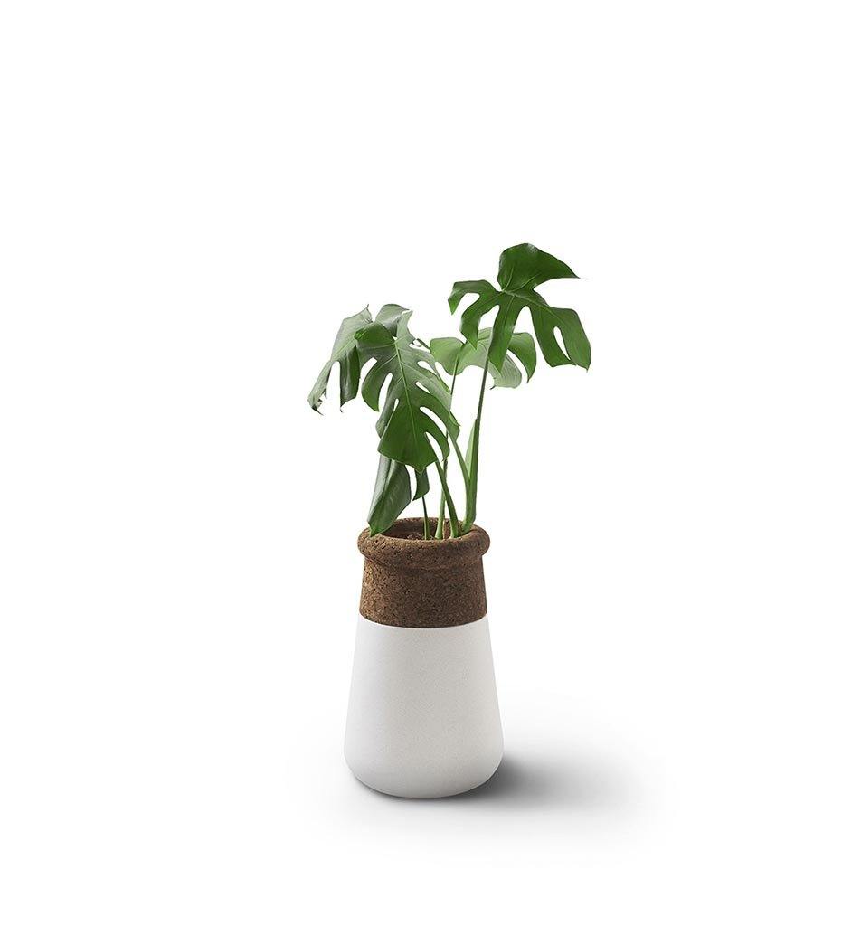 Indigenus, Soma Small Table Top Planter - Cork Top